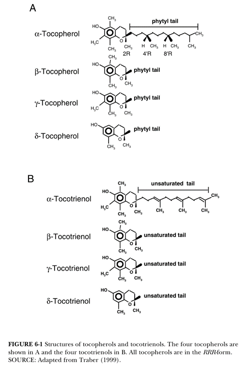 비타민E의 분자구조