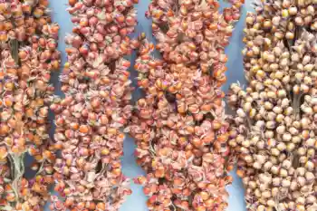 수수 가격 및 효능&amp;#44; 영양성분과 부작용