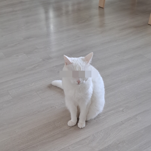 고양이가 앉아 있어요.