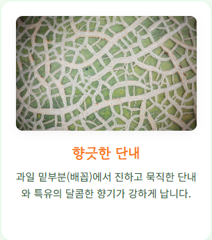 메론 후숙방법 