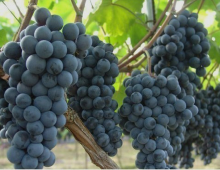 포도