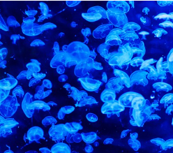 황태 콩나물국 만드는법