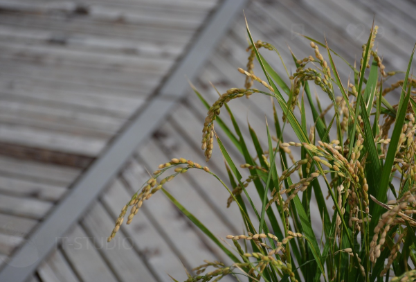 뷰티 원료 중심 브랜드: 자연, 발효, 전통 성분을 내세우는 브랜드들