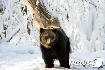 우수리 불곰 특징 성격 서식지_23