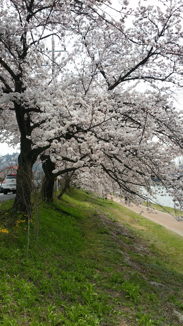 벚꽃