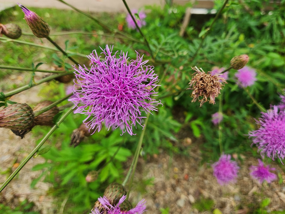 산비장이