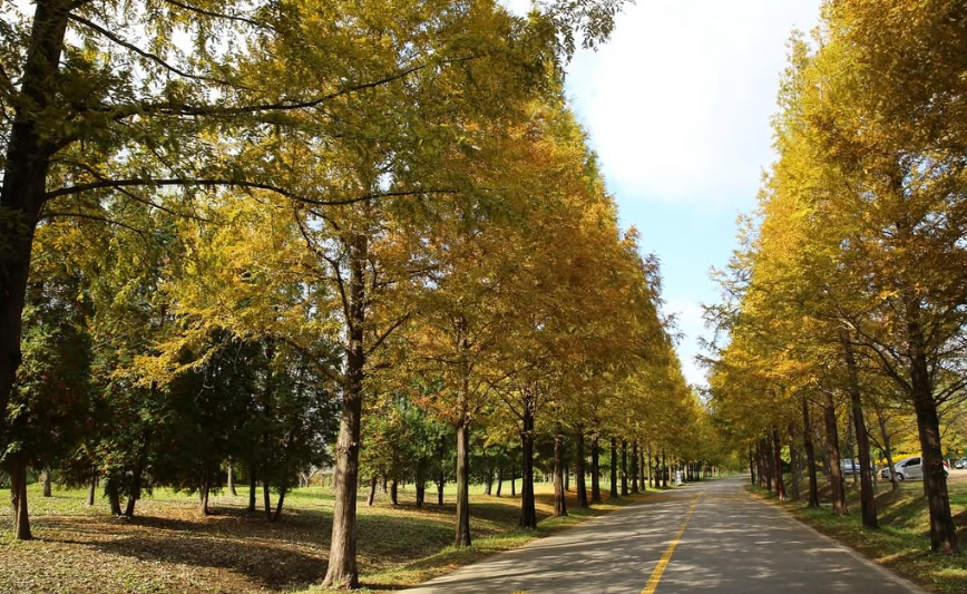 메타세쿼이아 단풍