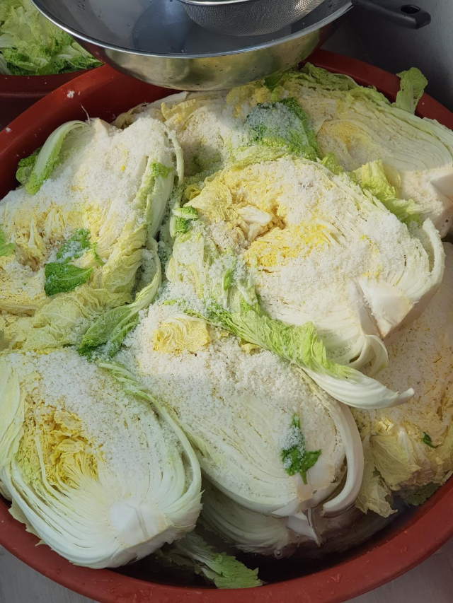올해김장배추가격