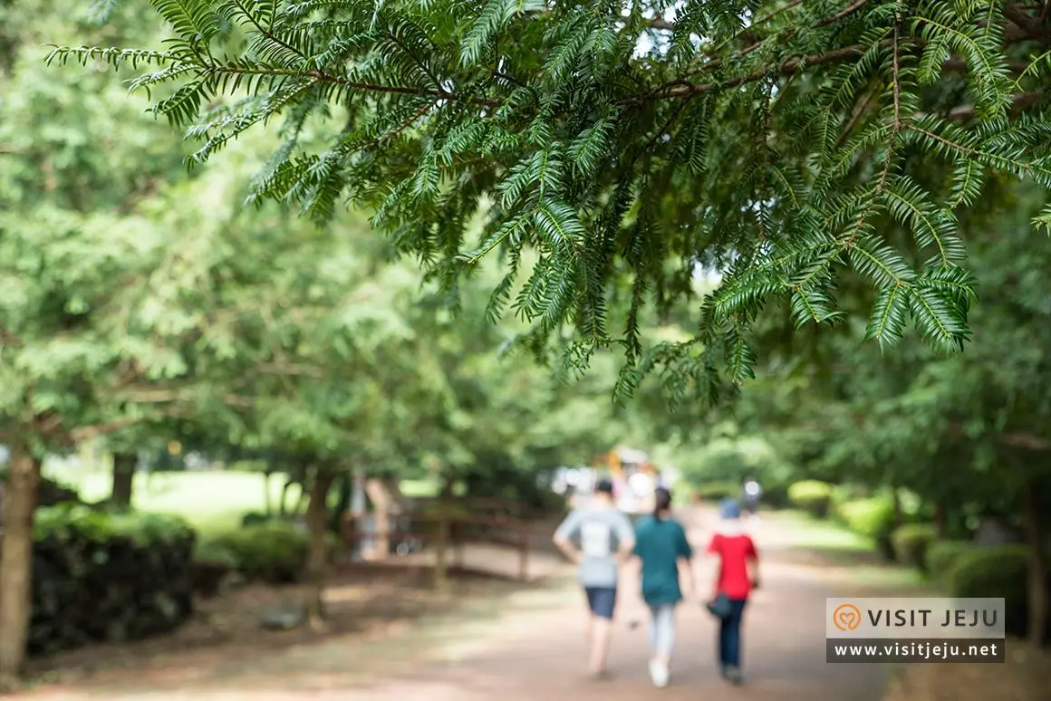 제주 비자림 숲길 힐링 산책 풍경 관련 사진(출처: 제주관광공사 홈페이지)