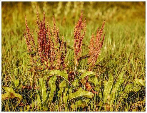 열매가 익은 소리쟁이