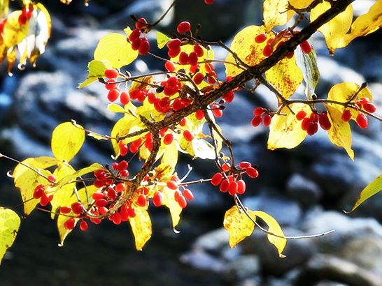 산수유 효능_피부