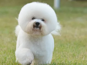 비숑 프리제 분양가격 종류 미니비숑 성격_6