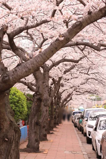 부산 벚꽃 명소 추천 숨겨진 뷰포인트_19