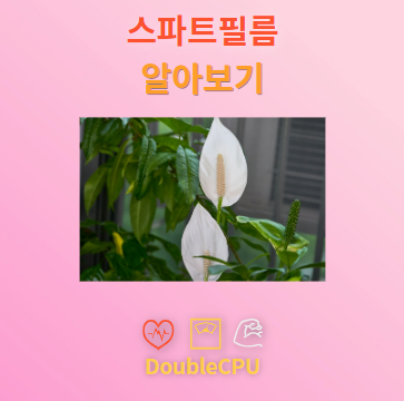 스파트필름 탐구