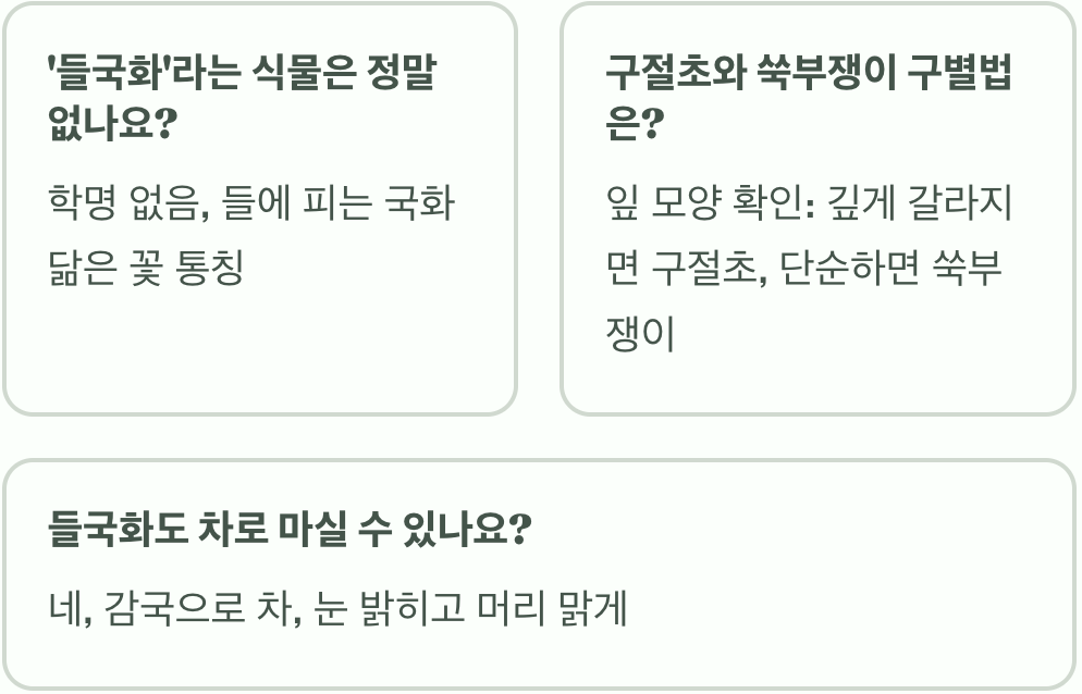 들국화 꽃말과 색상별 의미