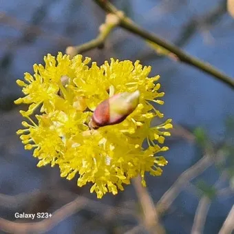 생강나무 꽃 개화시기 모양 특징_21