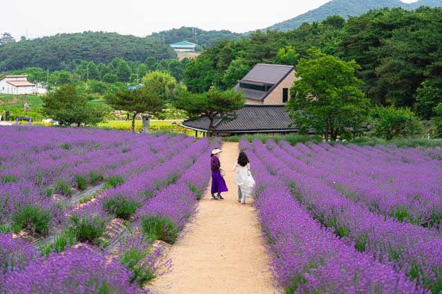 고창 청농원 라벤더 가든