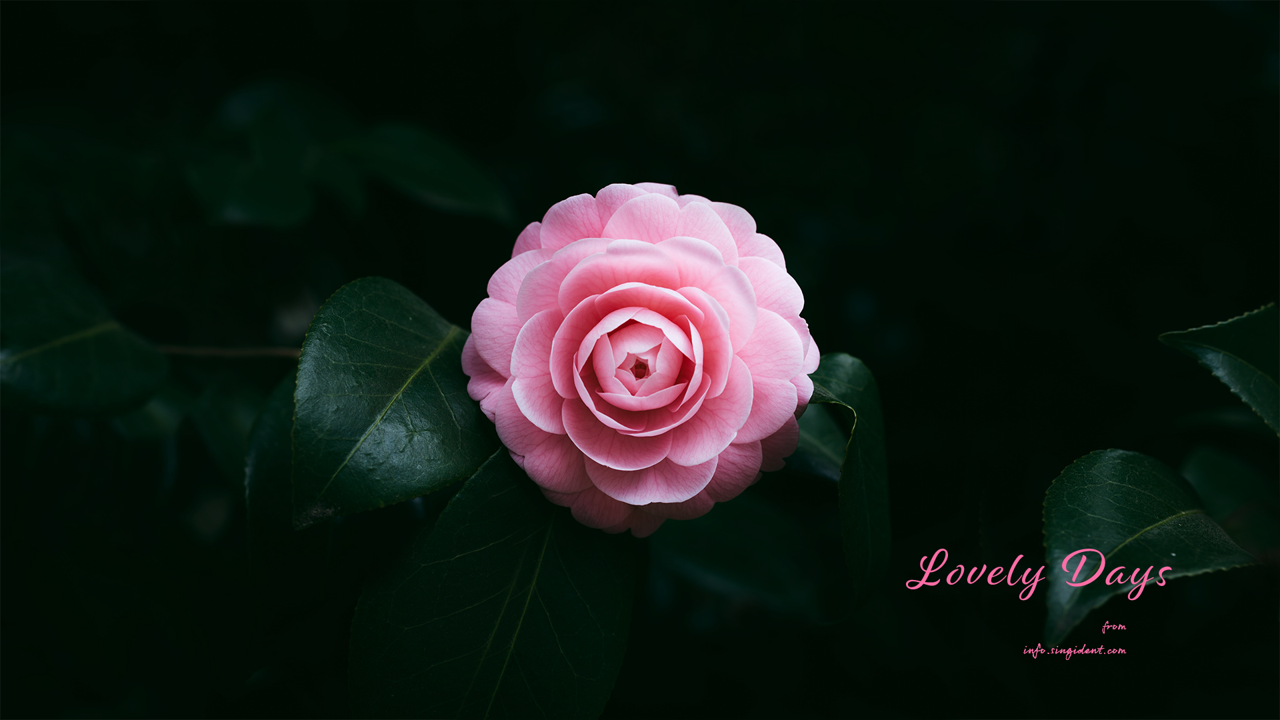 09 분홍 동백꽃 C - Lovely Days 꽃배경화면