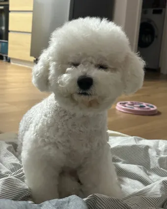 비숑 프리제 분양가격 종류 미니비숑 성격_16