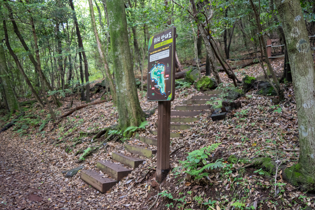 이승악 오름 삼나무 유의사항