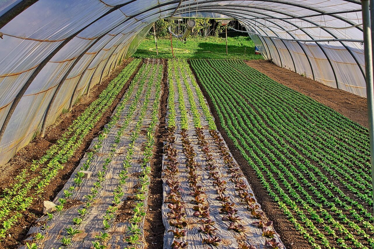 2025 농협 절임배추 가격/품질 비교 구매 팁 총정리