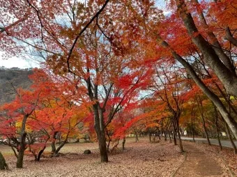 가을 단풍여행 베스트 명소 시니어 추천 코스 완벽 가이드_19