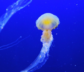 황태 콩나물국 만드는법