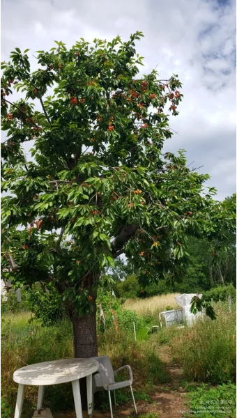 체리나무 재배법 건강한 과일 나무 키우기_28