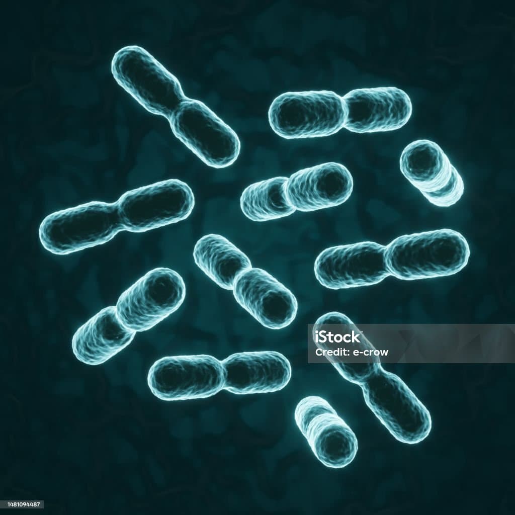 유산균보다 프리바이오틱스?