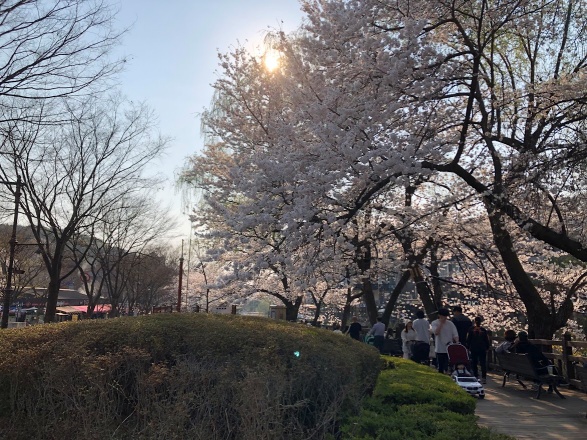 예술공원 벚꽃2