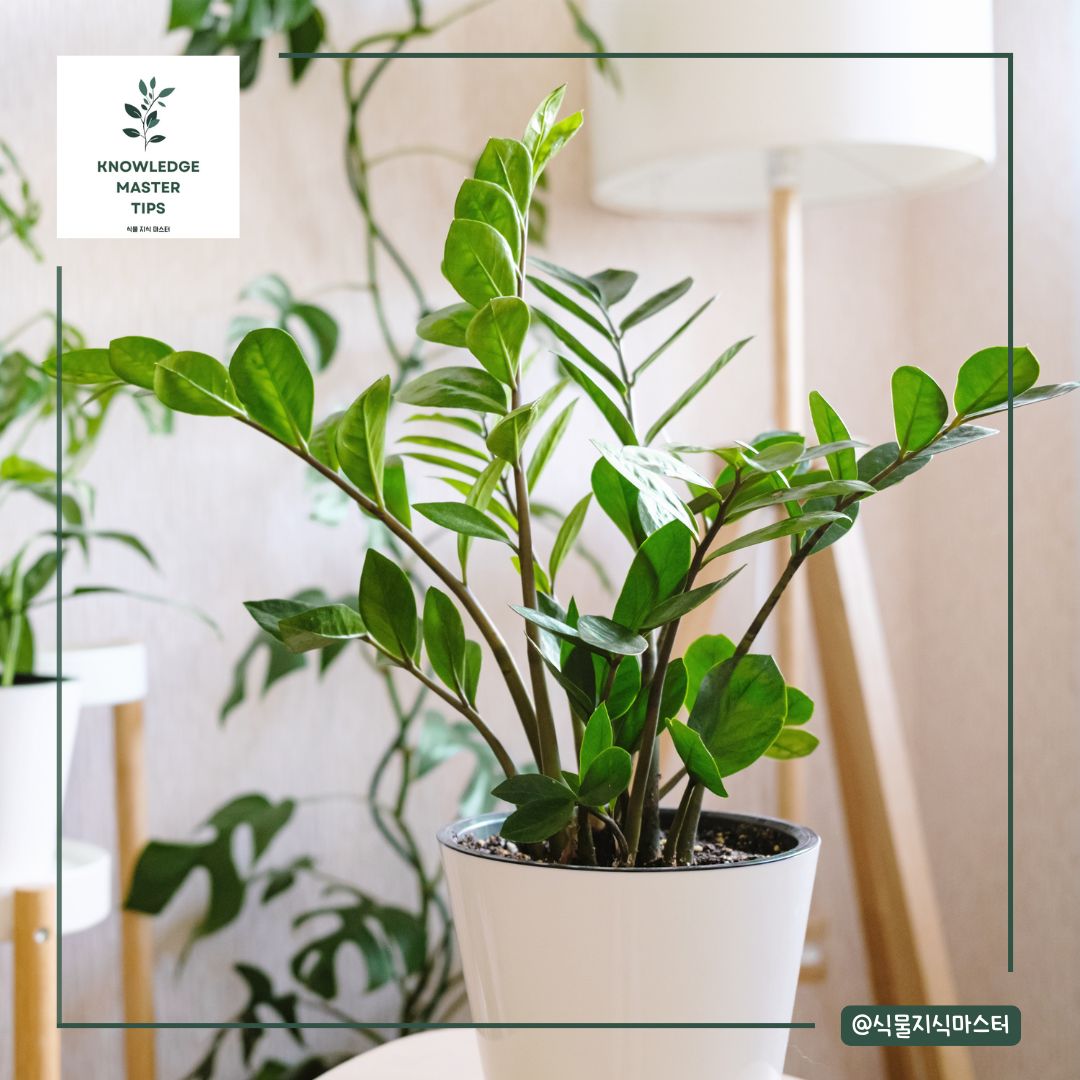 금전수 키우기의 가장 중요한 물 주기