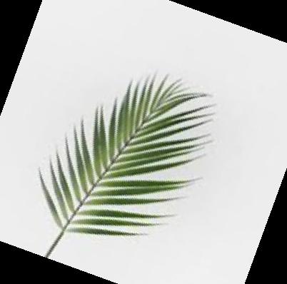 실내 공기정화식물 순위