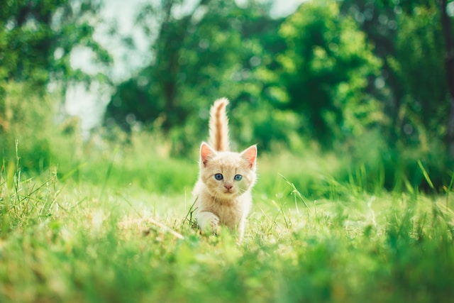 고양이