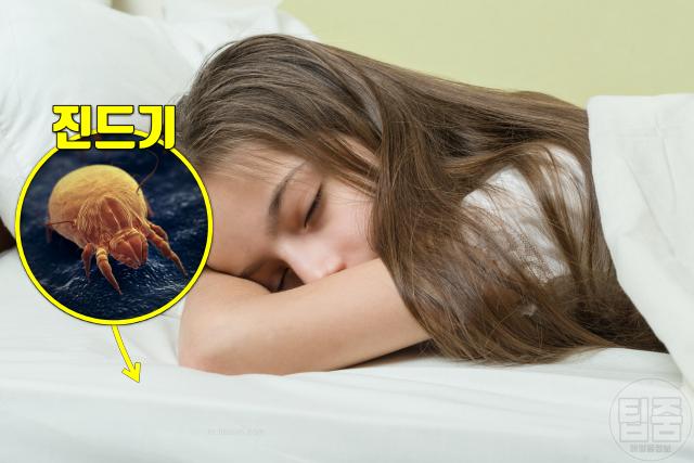 알레르기 비염 가려움증 원인 집먼지진드기