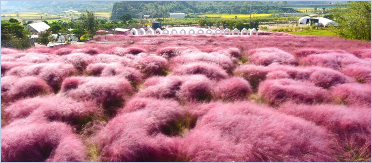 고창-핑크뮬리축제
