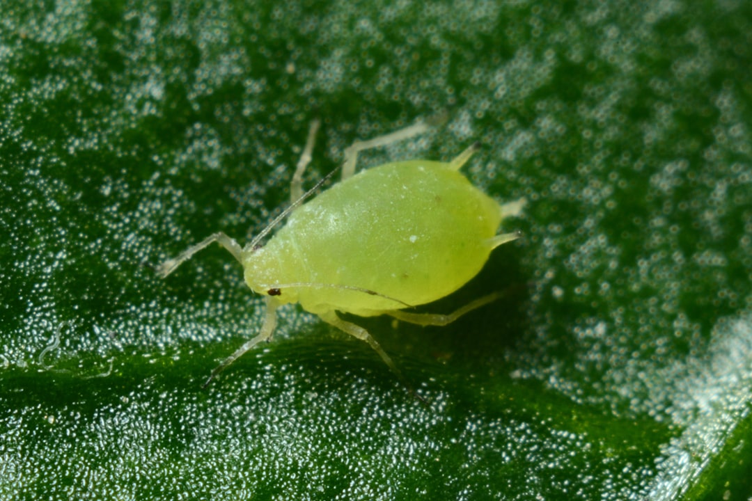 Dust mite