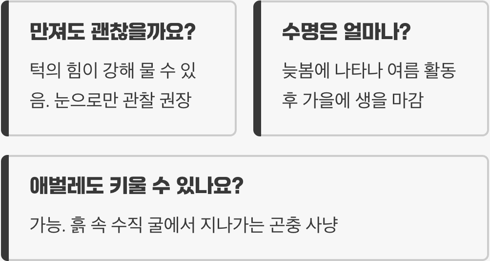 길앞잡이 키우기 A to Z (사육장, 먹이, 습도)