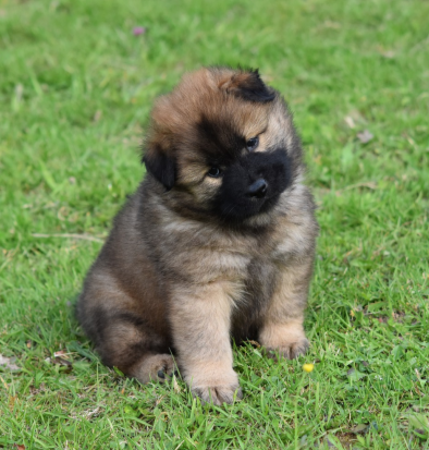 들판에 앉아 있는 검은색 새끼 강아지