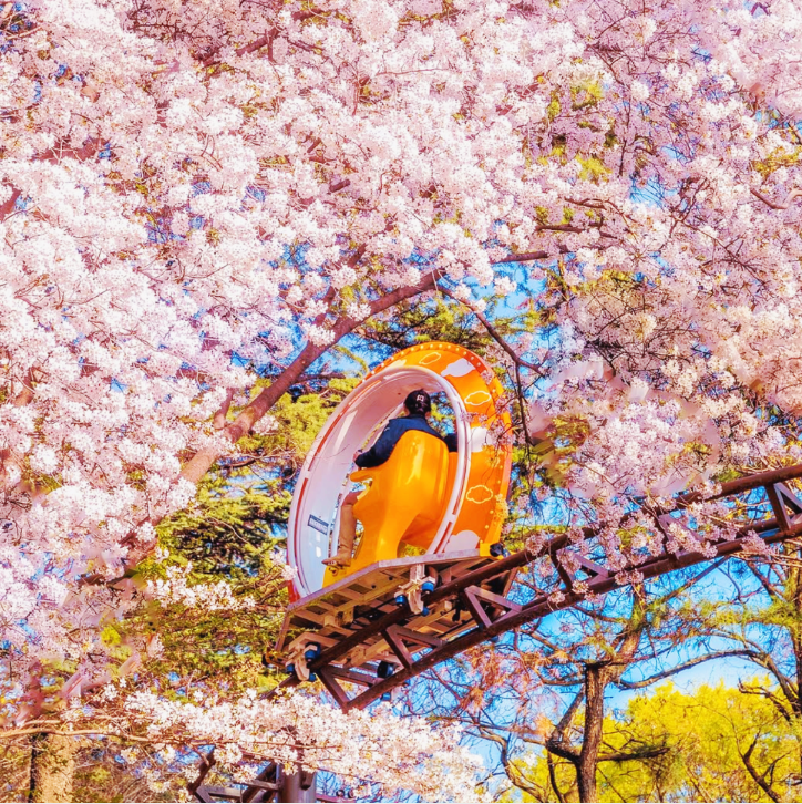 이월드 블라썸 피크닉과 관련된 사진