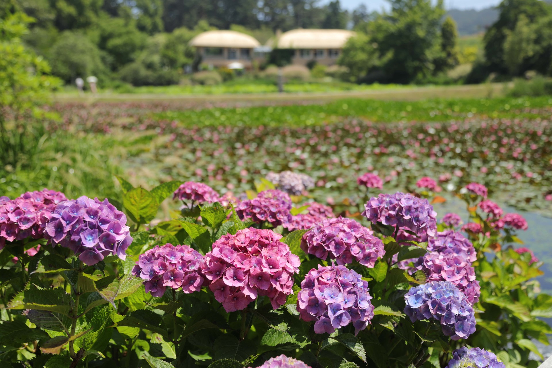 태안 천리포수목원 수국 명소 총정리! 개화시기부터 포토존까지