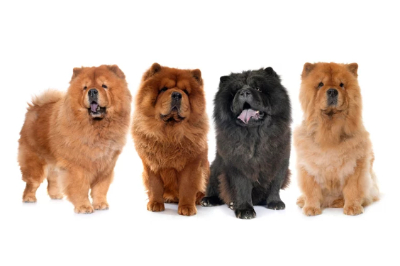 모색별 차우차우 4마리 사진