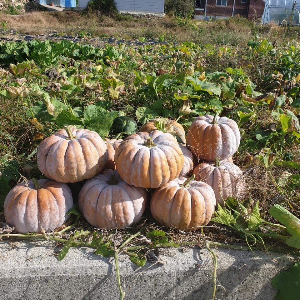 재배된-늙은호박-효능