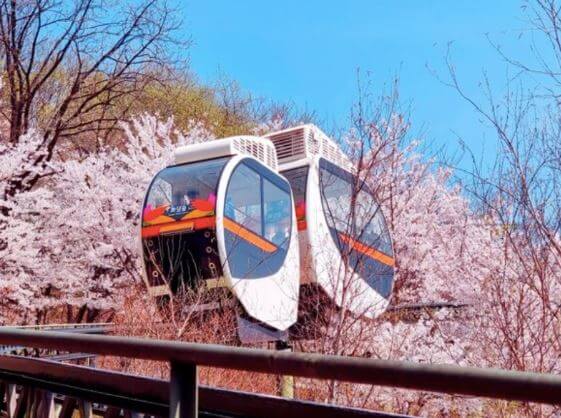 화담숲 벚꽃 모노레일 체험