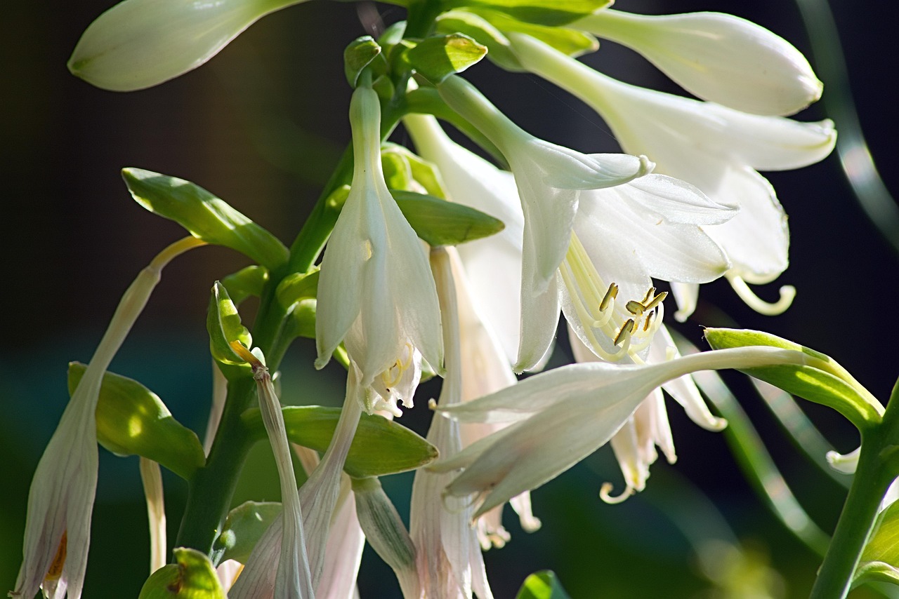 차전자피에 대한 모든것 알아보기