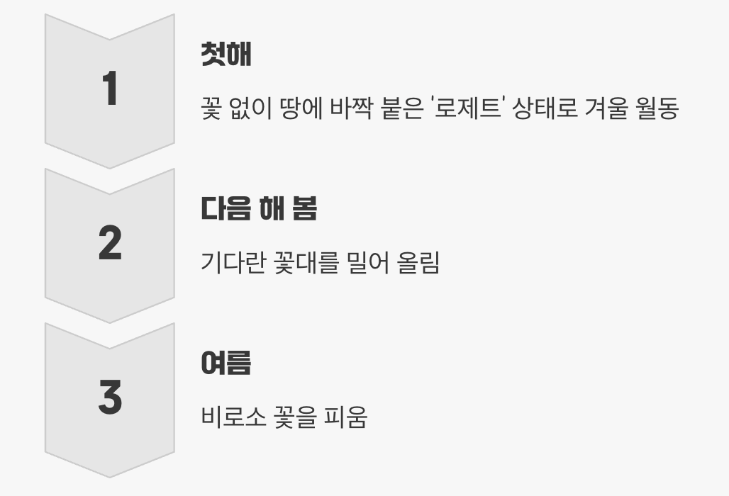 이년생 식물의 특별한 삶