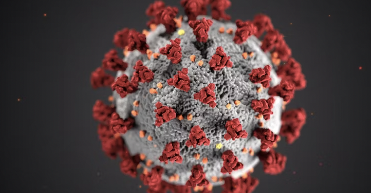 세스코 가정집 비용