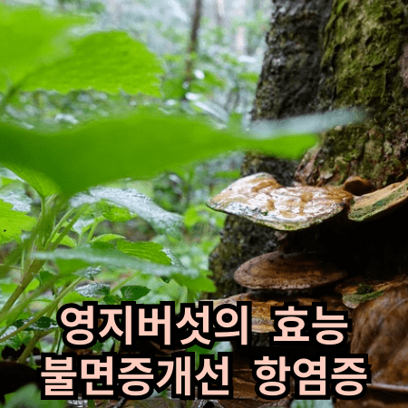 숲 속의 영지버섯