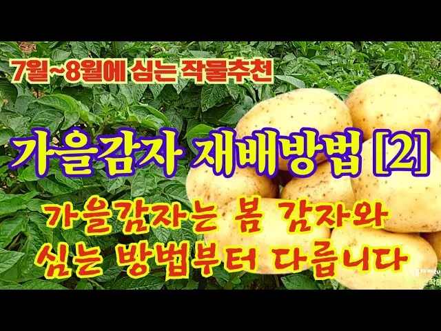 가을감자 심는시기 파종시기와 재배법_3