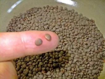 렌틸콩 밥하는 초간단 조리법과 건강 정보_18