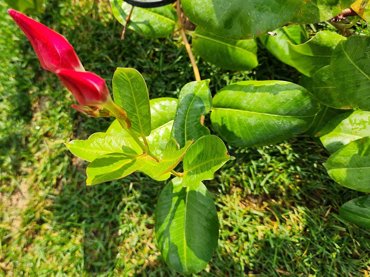 만데빌라 Mandevilla